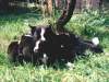 CYNTHIA with puppies, breed 'B'